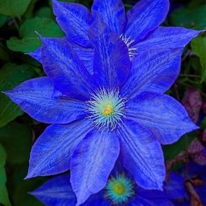 Meet your Posher, Dorothy